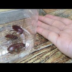 កុំឱ្យកន្លាតក្លាយជាម្ចាស់ផ្ទះ! បើបងប្អូននៅកូរ៉េបណ្តោយឱ្យកន្លែងស្លម្ហូបកខ្វក់ ត្រៀមខ្លួនច្បាំងជាមួយសំបុកកន្លាតទៅ!