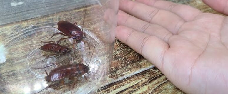 កុំឱ្យកន្លាតក្លាយជាម្ចាស់ផ្ទះ! បើបងប្អូននៅកូរ៉េបណ្តោយឱ្យកន្លែងស្លម្ហូបកខ្វក់ ត្រៀមខ្លួនច្បាំងជាមួយសំបុកកន្លាតទៅ!